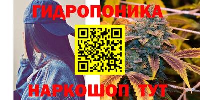 шишки Новокубанск